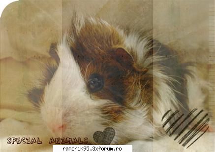 animalutze - ramonik95 - rock & th 4 ever