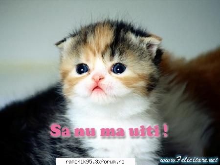 animalutze - LiEbE_BiLl - rock & th 4 ever